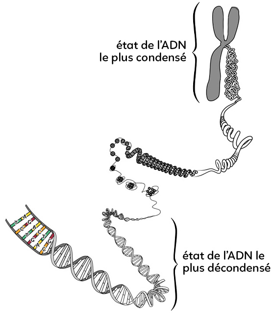 ADN_copie