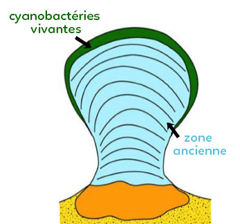 cyanobacterie