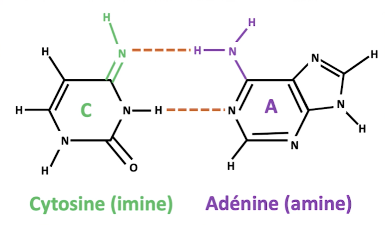 Quelles sont les bases azotées de la cytosine et l’adénine ?