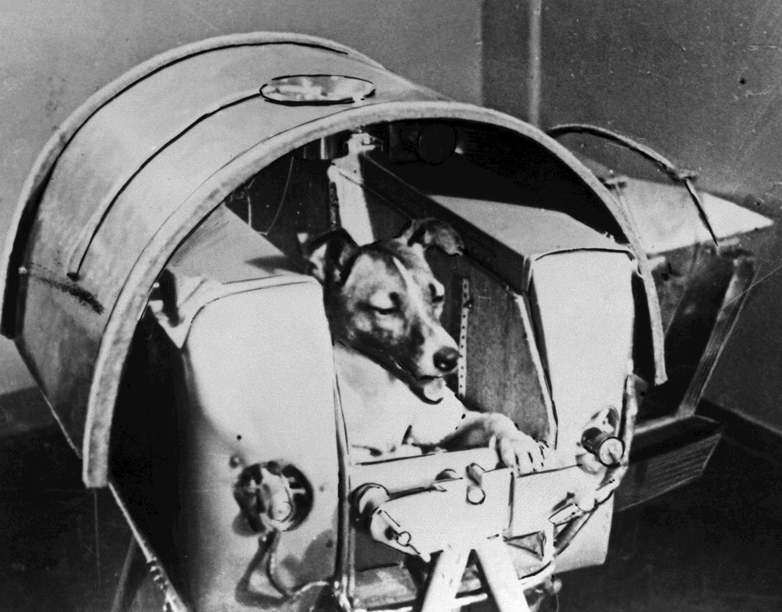 Laika-creature-space-Sputnik-2-November-1957