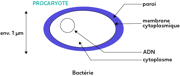 De quoi est constituée une cellule procaryote ?