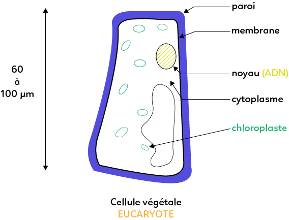 De quoi est constituée une cellule végétale eucaryote ?