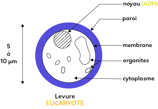 De quoi est constituée une levure eucaryote ?