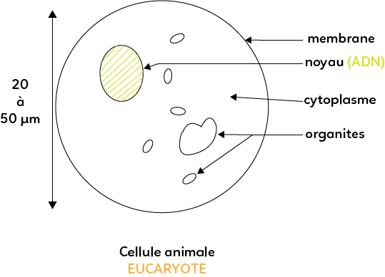 De quoi est constituée une cellule animale eucaryote ?