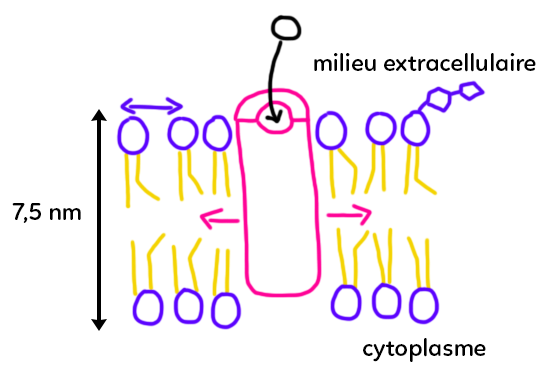 orga-moleculaire