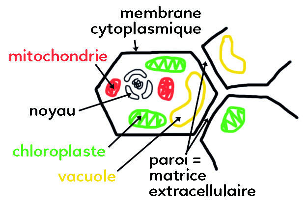 Matrice extracellulaire des végétaux au microscope