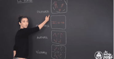 La différence entre l a mitose et la meiose