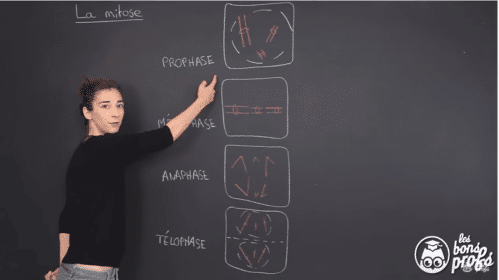 La différence entre l a mitose et la meiose